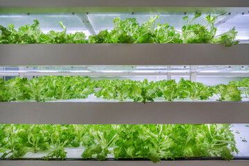 Hydroponic lettuce plant growing.
Special growing environment to create a vegetable garden.
