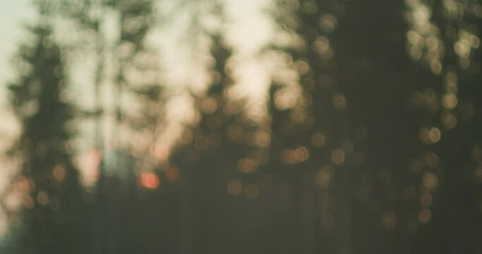 Blurred forest scene with ethereal light spots dancing through trees. Enchanted bokeh effect creates a dreamscape within the woodland mist.