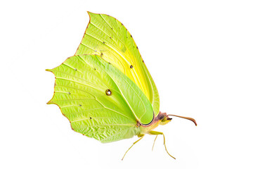 Beautiful Brimstone butterfly isolated on a white background with clipping path. Side view.