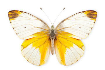 Beautiful Pieridae butterfly isolated on a white background with clipping path