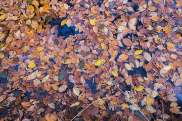 Leaves that have started to turn yellow in autumn lie on the ground