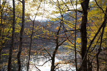 autumn trees bottom view low angle shot of a tranquil fall forest