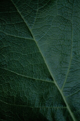 Photo background of plant leaves, creative work