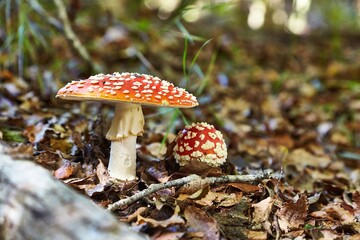 Poisonous Mushrooms Growing in the Woods - 785701211