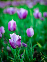 purple tulip close. blurry background with lot of purple tulips