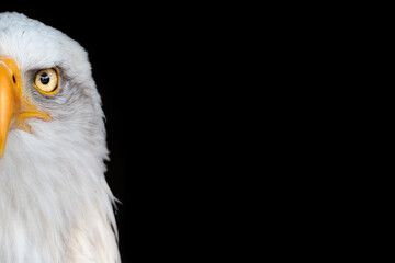 Portrait of an bald eagle