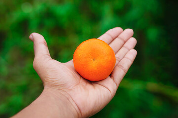 Fresh mandarin orange fruit or tangerine, Male hand holding a ripe mandarin orange