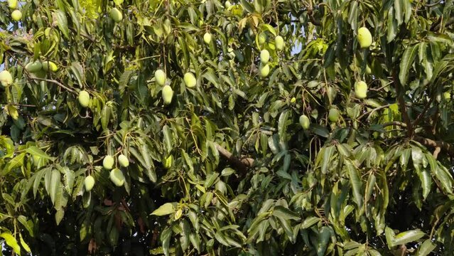 Close up Mango Tree India