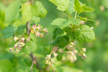 branches of blooming blackcurrant on green blurred background, selective focus, spring background....