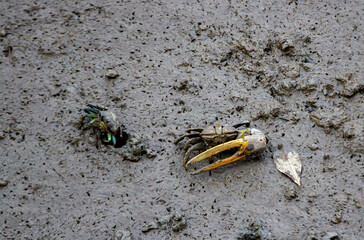 Fiddler crabs, Ghost crabs