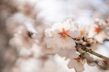 white blossoms almond spring, adorn tree branches under bright sunlight, marking the arrival of spring.