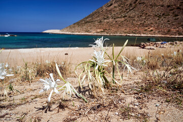 sea daffodil - white flower on the sea coast on the island of Crete