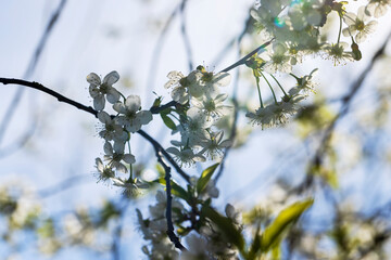 cherry blossoms in the orchard
