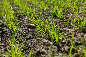 wheat field with green grass in sunny weather