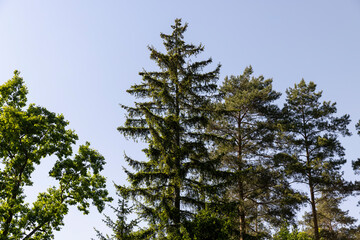 deciduous trees in spring in sunny windy weather