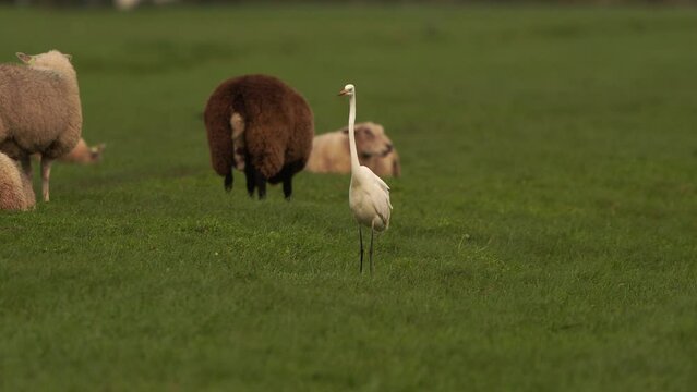 A great egret (Ardea alba) hunting in a meadow with sheep in the background and flying away