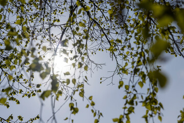 spring park with birch trees with the first green foliage