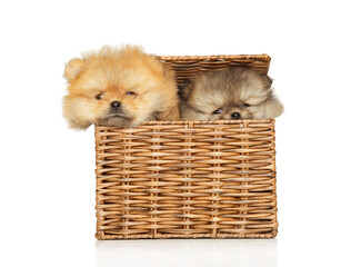 Pomeranian puppies have in a wicker crate - 785704402