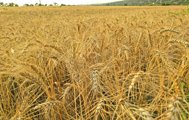 field of ripe ears of wheat and sunlight. Harvest field. ears of wheat are tilted under the weight of ripened grain