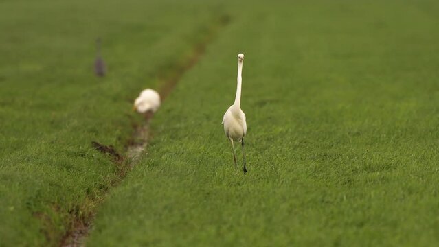 A great egret (Ardea alba) hunting in a meadow with other birds in the background - slow motion