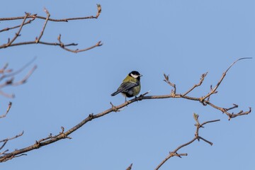 A portrait of a parus major or great tit bird sitting on a small twig in the sunlight with a blue sky. The feathered passerine animal is perched and looking around.