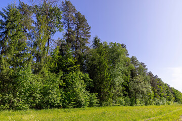Fototapeta premium mixed forest with green foliage on trees in clear weather
