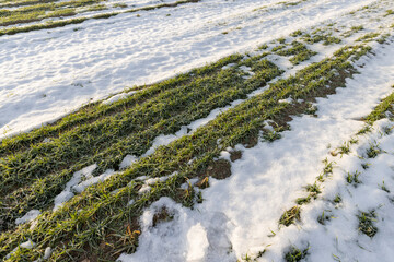 winter wheat during snowmelt during thaw