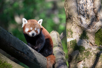 RED PANDA (AILURUS FULGENS)