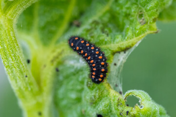 Yalancı Apollo » Archon apollinus » False Apollo