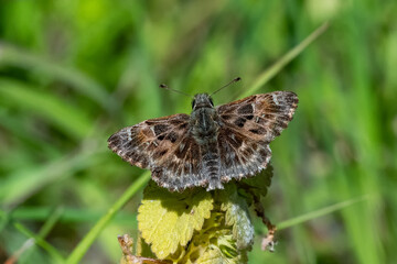 Hesperiidae / Hatmi Zıpzıpı / Mallow Skipper / Carcharodus alceae