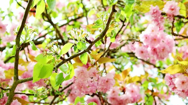 apple blossoms in spring 4k 30fps video