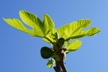 Leaves and young fruits of the Dalmatian fig tree on a background of blue sky