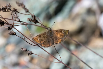 Paslı Zıpzıp » Erynnis tages » Dingy Skipper