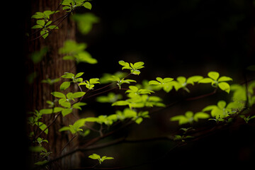 若葉の緑が浮かび上がる深い森