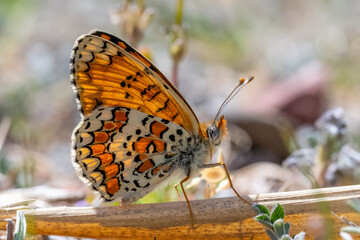 Benekli Büyük İparhan » Melitaea phoebe » Knapweed Fritillary