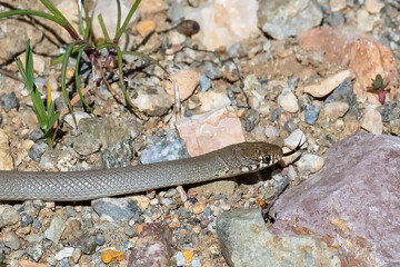 Eirenis modestus (Uysal Yılan)