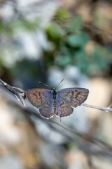 Balkan Kaplanı » Tarucus balkanicus » Little Tiger Blue