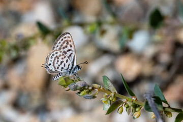 Balkan Kaplanı » Tarucus balkanicus » Little Tiger Blue