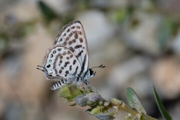 Balkan Kaplanı » Tarucus balkanicus » Little Tiger Blue