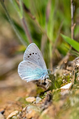 Lycaenidae / Karagözmavisi / Green-Underside Blue / Glaucopsyche alexis