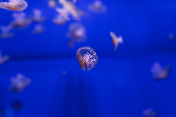 underwater photos of Mediterranean jellyfish, Cotylorhiza tuberculata