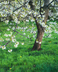 Wiosenne kwitnące na biało drzewa na Mazowszu
