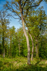 Wiederaufforstung im Wald im Frühjahr
