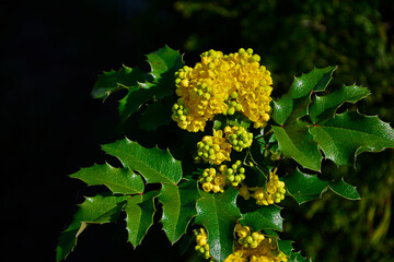 żółte kwiaty mahonii, Mahonia pospolita, mahonia ostrolistna, ościał pospolity, Mahonia aquifolium, Oregon grape, holly-leaved barberry, yellow flowers Mahonia aquifolium	 - obrazy, fototapety, plakaty