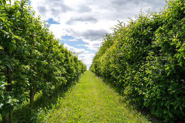 Fototapeta na wymiar Apple trees in a plantation in spring