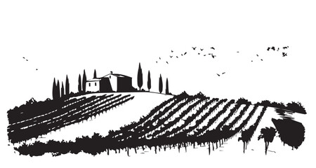 Vineyard landscape, Sketch, hand drawn illustrations.