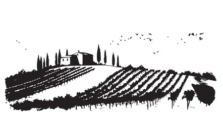 Fototapeta premium Vineyard landscape, Sketch, hand drawn illustrations.