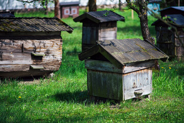 Stare drewniane ule, pszczelarstwo na wsi - obrazy, fototapety, plakaty