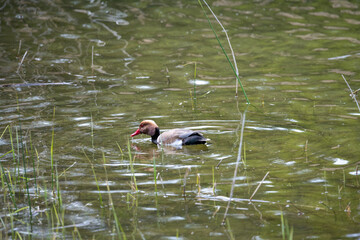 canard nette rousse aux Teppes de Verbois, réserve naturelle, Genève