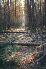powalone drzewa na szlaku turystycznym w lesie. Przewr&oacute;cone drzewa na ścieżce w Kampinoskim Parku Narodowym